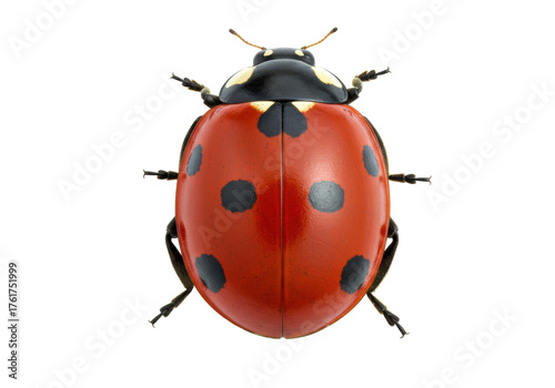Seven-spot ladybug PNG isolated on transparent background, red beetle with black spots for nature and biology projects