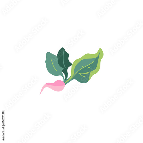 An EPS format illustration, A Simple 2D radish  illustration isolated on a white background, vector, simple flat 2D icon, minimalist design, vegetables collection