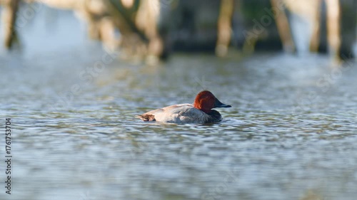 Common pochard, Aythya ferina. Male pochard duck with a distinctive chestnut head and grey body gracefully swimming across a calm lake in soft natural light.