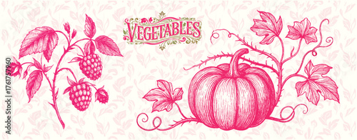 Vintage Raspberry and Pumpkin Botanical Engraving – Pink Vegetable Illustration