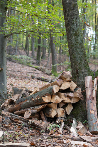 Pile of wooden logs in forest. Cut down trees. 
