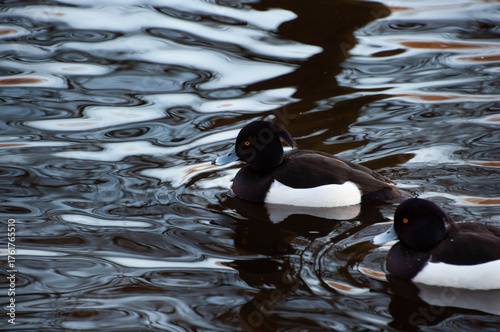 Crested duck. Two black crested ducks in a pond. Crested ducks in winter in the Netherlands