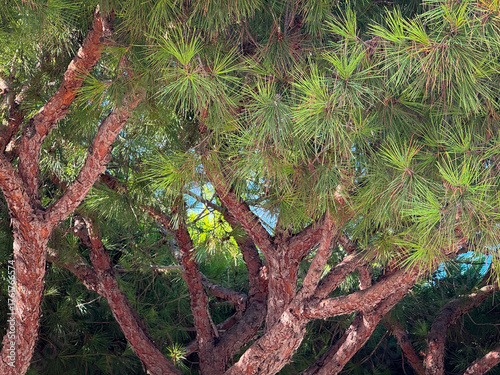 A close-up view of a pine tree's red-brown bark and dense canopy of bright green, needle-like foliage backlit by sunlight.