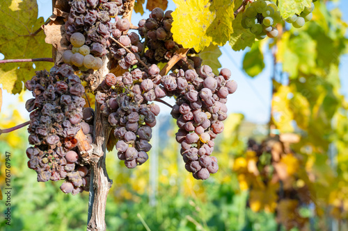 Tableau sur toile Fungal disease, powdery mildew or gray mold on grapes, botrytis, Moselle vineyar