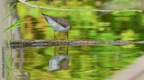 Common sandpiper, Actitis hypoleucos. Common sandpiper foraging along a tranquil wetland edge, its reflection mirrored in the calm water.