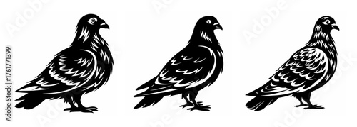 Three detailed monochrome drawings of pigeons showcasing their unique feather patterns and body shapes in profile view