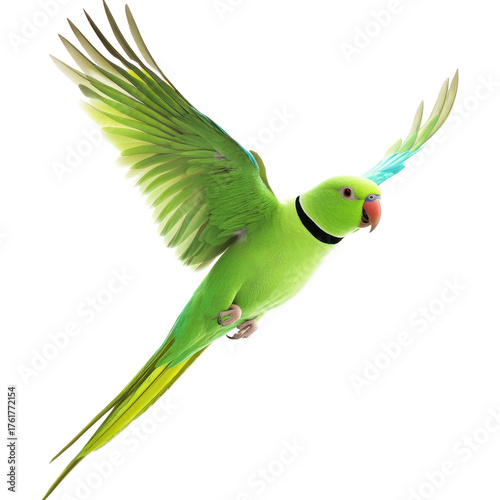 Indian Ringneck Parakeet Bird Flying full body view isolated on white or transparent background