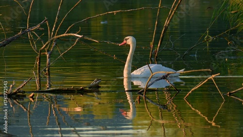 Graceful mute swan glides gently across a calm lake, surrounded by reflections of branches and warm golden light.