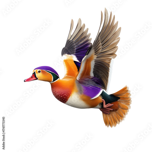 Mandarin Duck Bird Flying full body view isolated on white or transparent background