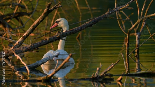 Graceful mute swan glides gently across a calm lake, surrounded by reflections of branches and warm golden light.