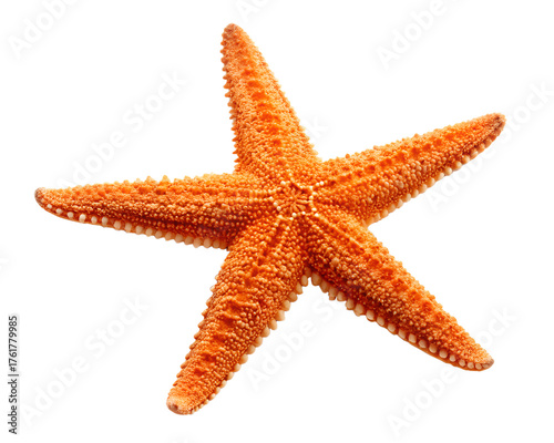 A vibrant orange starfish with five distinct arms isolated on a transparent background isolated on transparent background