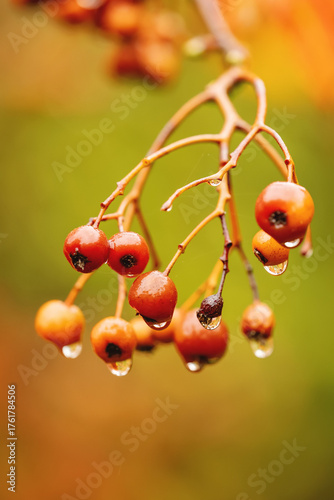 Fototapeta Crabapple fruit closeup on tree in autumn in rain