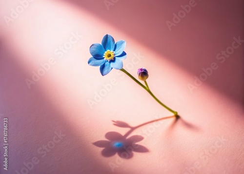 Delicate Blue Spring Flower & Hand Shadow on Pastel Pink - Minimal Nature Background