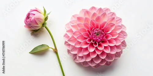 Delicate Pink Dahlia and Rose Bud: Flat Lay Stock Photo