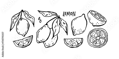 Lemon Fruit with leaves, hand drawn doodle sketch set. Vector illustration Food template for menu, nursery design, sticker, logo, detox diet concept, farmers market. Whole fruit, cut half, slices.