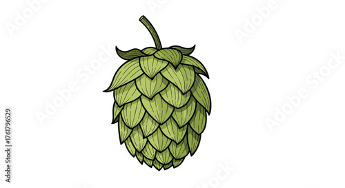 An illustrated depiction of a single green hop cone used in brewing and herbal remedies.