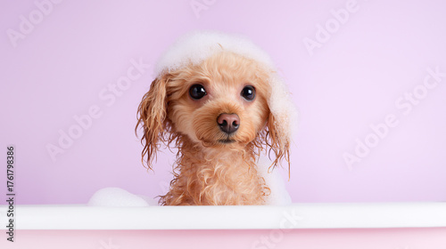 Cute poodle covered in soap bubbles during a bath on a pastel purple background