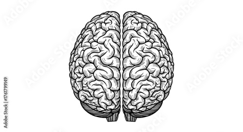 An artistic representation of the human brain rendered in a detailed line drawing style on a white background.