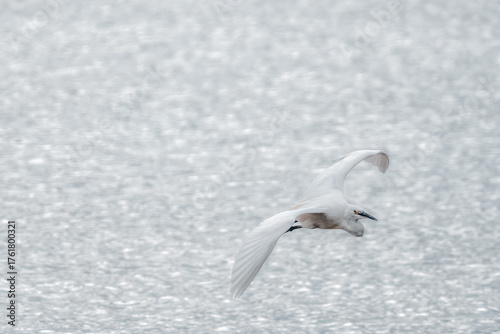 White Egret on the estuary 