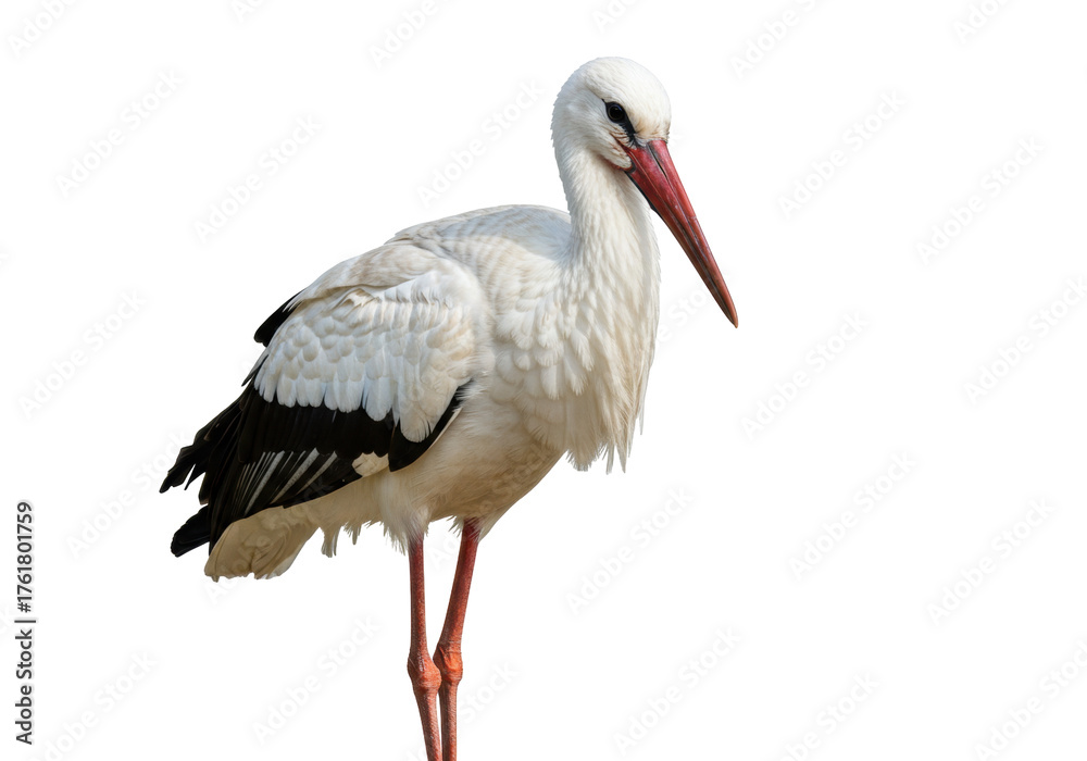 Fototapeta premium Isolated white stork standing upright, a majestic bird with red beak and long legs in studio