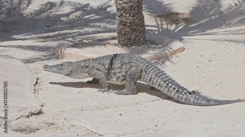 Large nile crocodile walking on the sand