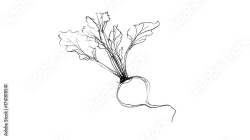 Hand drawn beetroot illustration