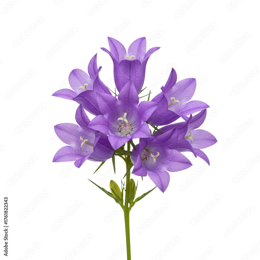 Fototapeta premium Beautiful purple bellflowers isolated on white
