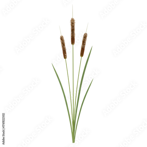 Obraz na płótnie Three cattail stalks isolated on white