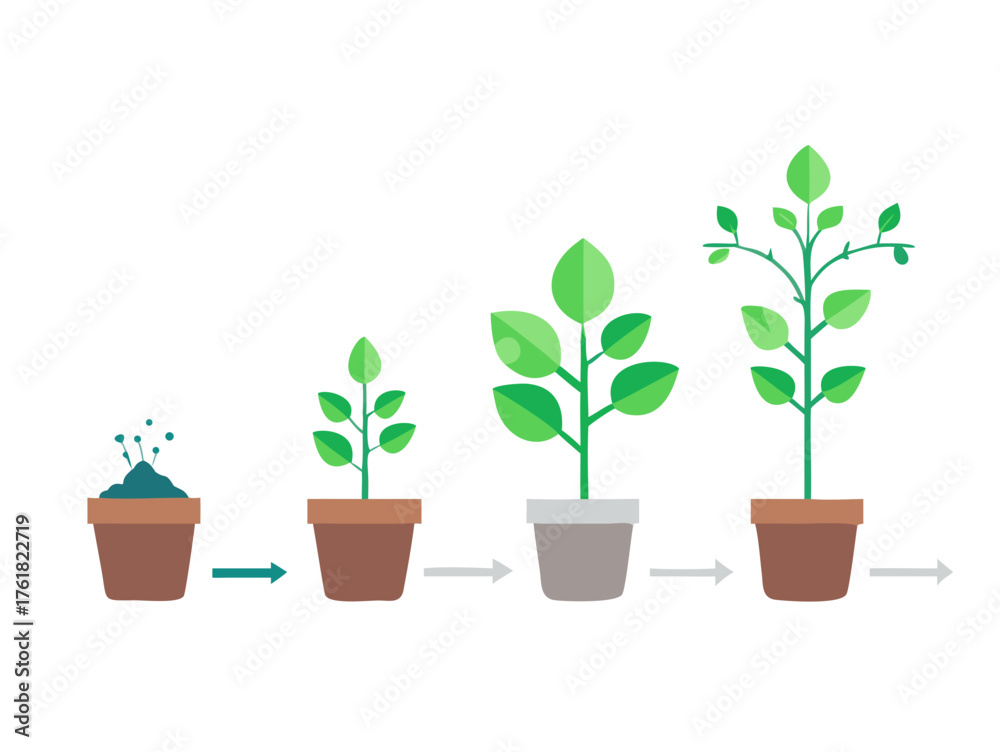 Obraz premium Green plant in a pot. Growth phases of a plant from small sprout to tree. Growing seedling stages set. Planting infographic. Vector illustration on white background.