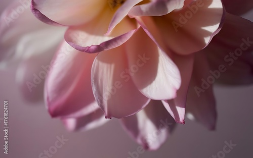 Soft pink dahlia petals with delicate purple edges in sunlight