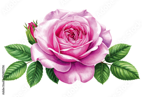 Watercolor Illustration of Rosa ‘Thérèse Bugnet’ – Elegant Pink Shrub Rose