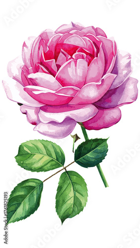 Watercolor Illustration of Rosa ‘Thérèse Bugnet’ – Elegant Pink Shrub Rose