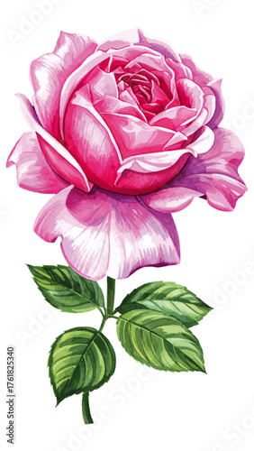 Watercolor Illustration of Rosa ‘Thérèse Bugnet’ – Elegant Pink Shrub Rose