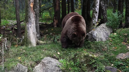Braunbär im Wildpark Grünau