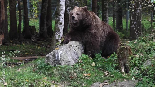 Braunbär sitzt am Waldrand