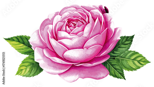 Watercolor Illustration of Rosa ‘Thérèse Bugnet’ – Elegant Pink Shrub Rose
