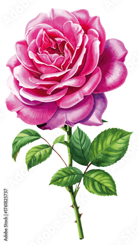 Watercolor Illustration of Rosa ‘Thérèse Bugnet’ – Elegant Pink Shrub Rose