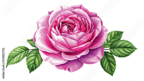 Watercolor Illustration of Rosa ‘Thérèse Bugnet’ – Elegant Pink Shrub Rose