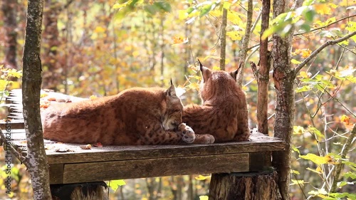 Luchse in der Herbstsonne