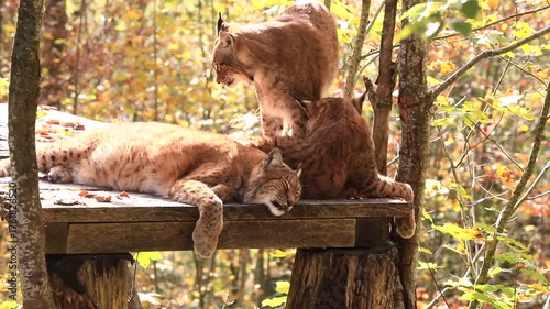 Luchs-Trio im Wildpark Grünau