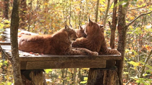 Luchse im Wildpark Grünau