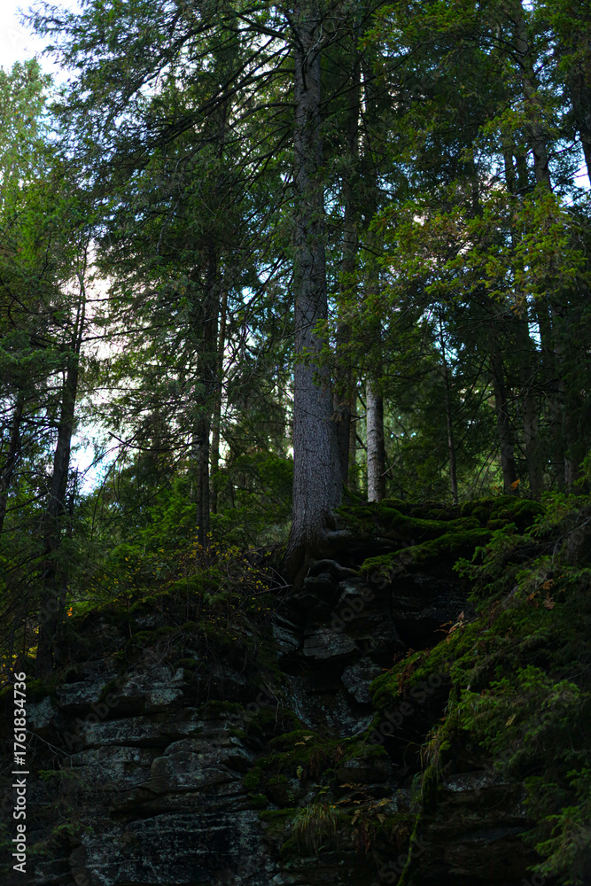 Fototapeta premium Dense forest with tall pine trees and moss-covered rocks in daylight