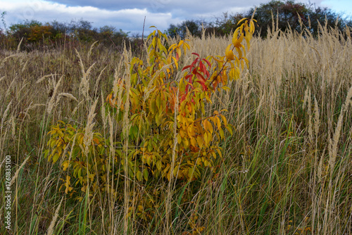 Fototapeta Naklejka Na Ścianę i Meble -  złota jesień polska - polish autumn