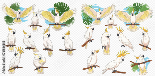 Collection of white cockatoos in various poses, some with wings spread.