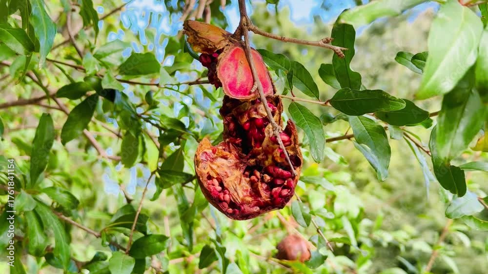 Adobe favorece títulos simples, descriptivos y directos, con enfoque en los elementos visibles.