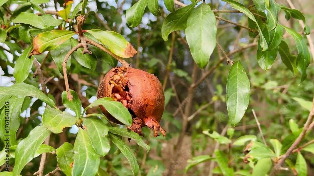 Adobe favorece títulos simples, descriptivos y directos, con enfoque en los elementos visibles.