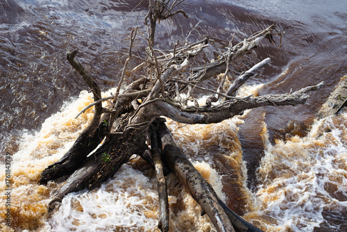 After a lot of rain, the river became full, a flood is possible, the river brought an old tree to the city, close to embankment
