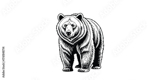 Illustration of a bear a majestic animal with a powerful presence in a black and white drawing style