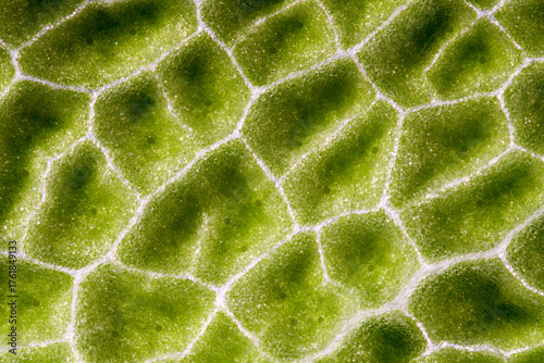 Macro photo of adaxial side of sage (Salvia officinalis), by transmitted light