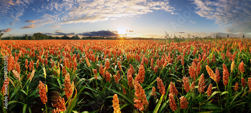 Sorghum field at dramatic yellow sunset, Agriculture landscape